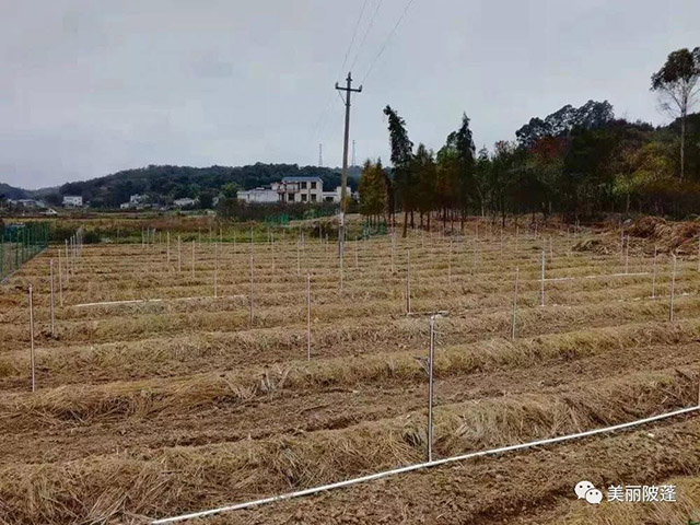赤松茸種植基地