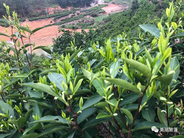茶葉種植基地