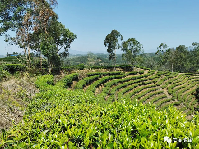 茶葉種植基地